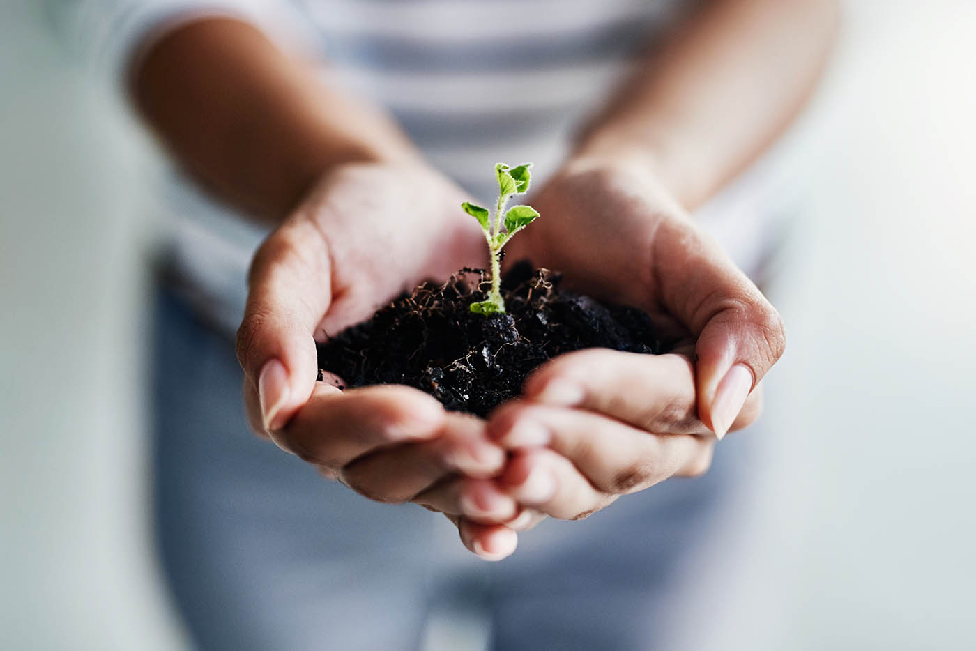 A close-up of a person's cupped hands holding a small mound of dark soil with a green seedling sprouting from it.